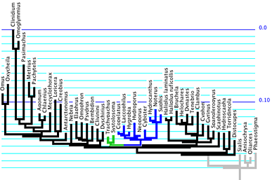 tdtree.gif