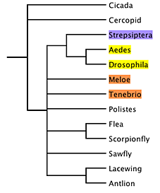 parsimony.gif parsimony.gif